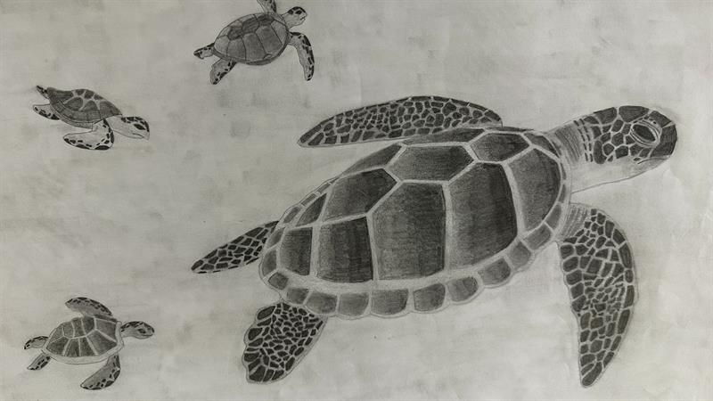 Drawing of four turtles