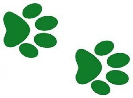 paw prints