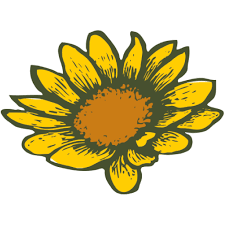 MVSD Sunflower