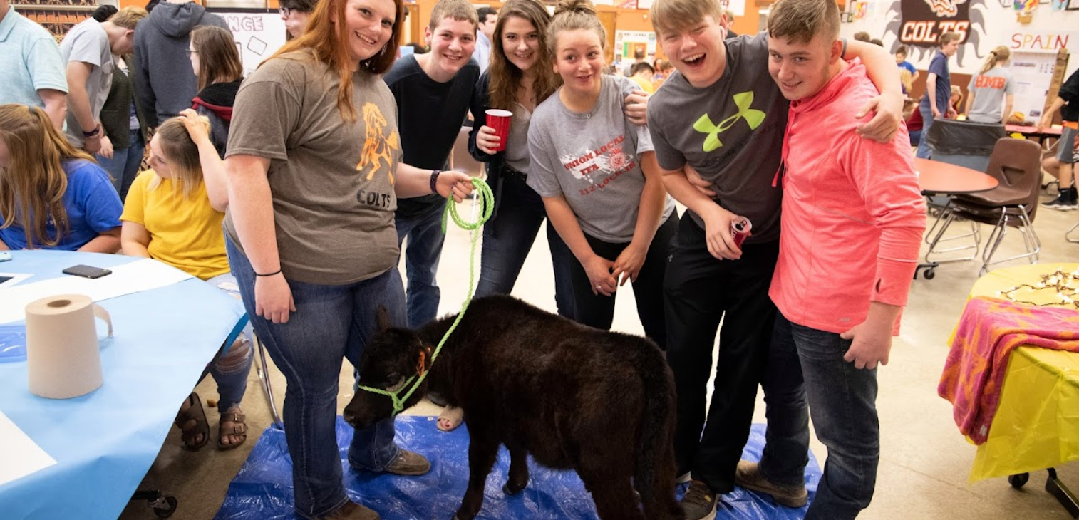 Students with Cow at job fair