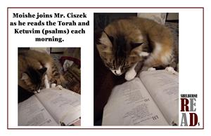cat sniffing a book