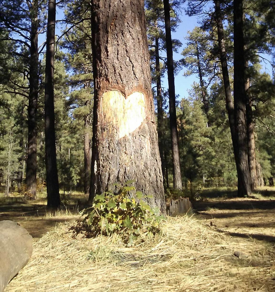 tree with heart