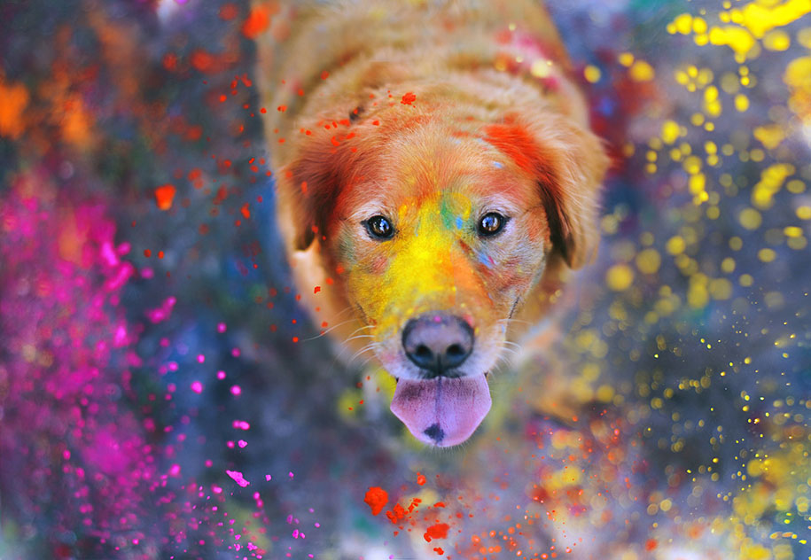 Photo of a dog covered in paint
