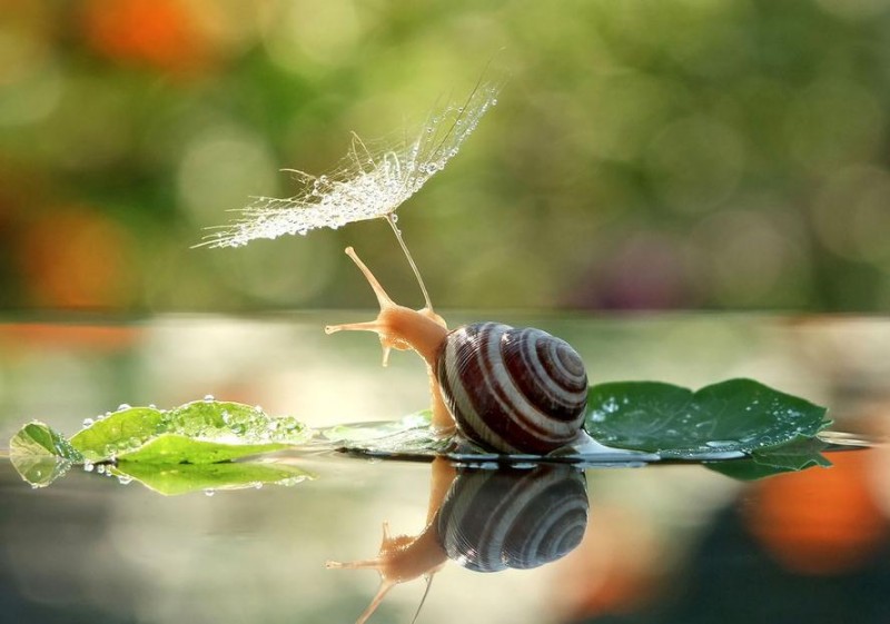 Snail with umbrella made of web