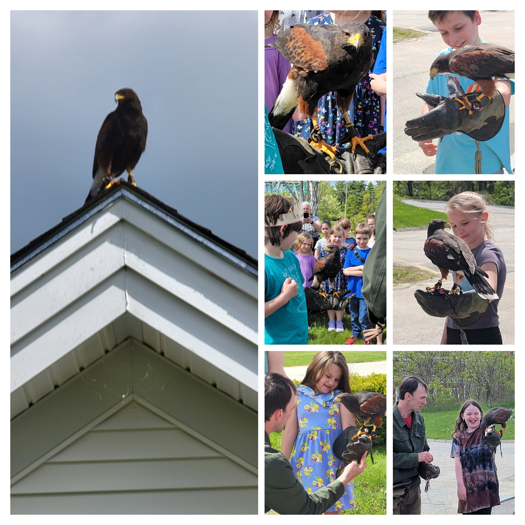 Students holding a hawk
