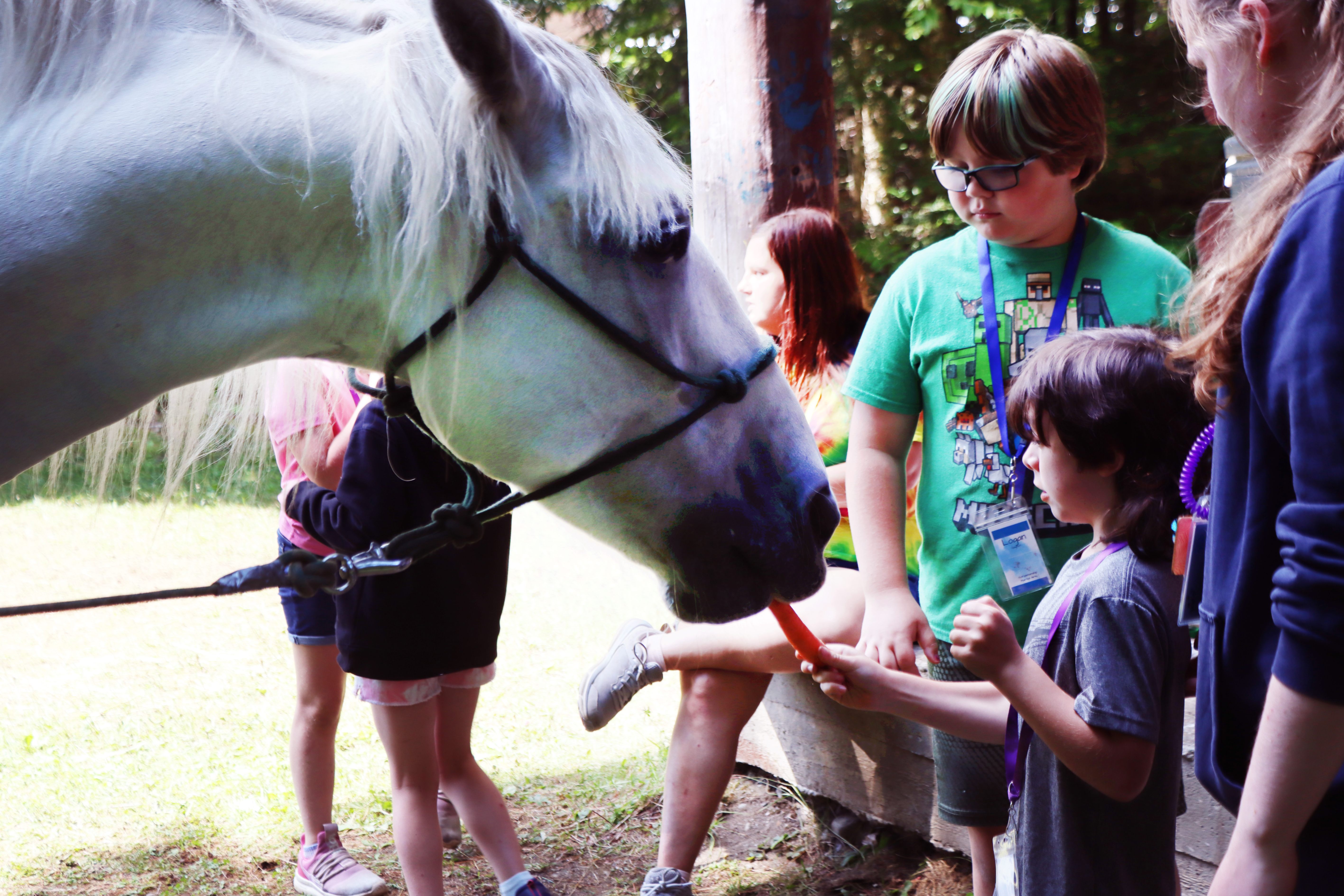 kids feeding carrots to Babe the horse