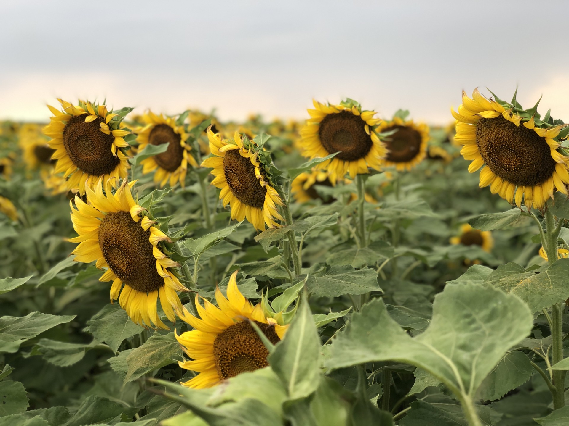 Field of sunflowers