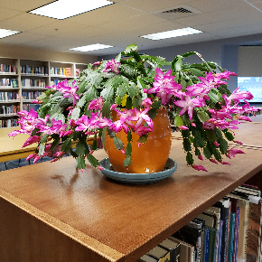 Library book shelves