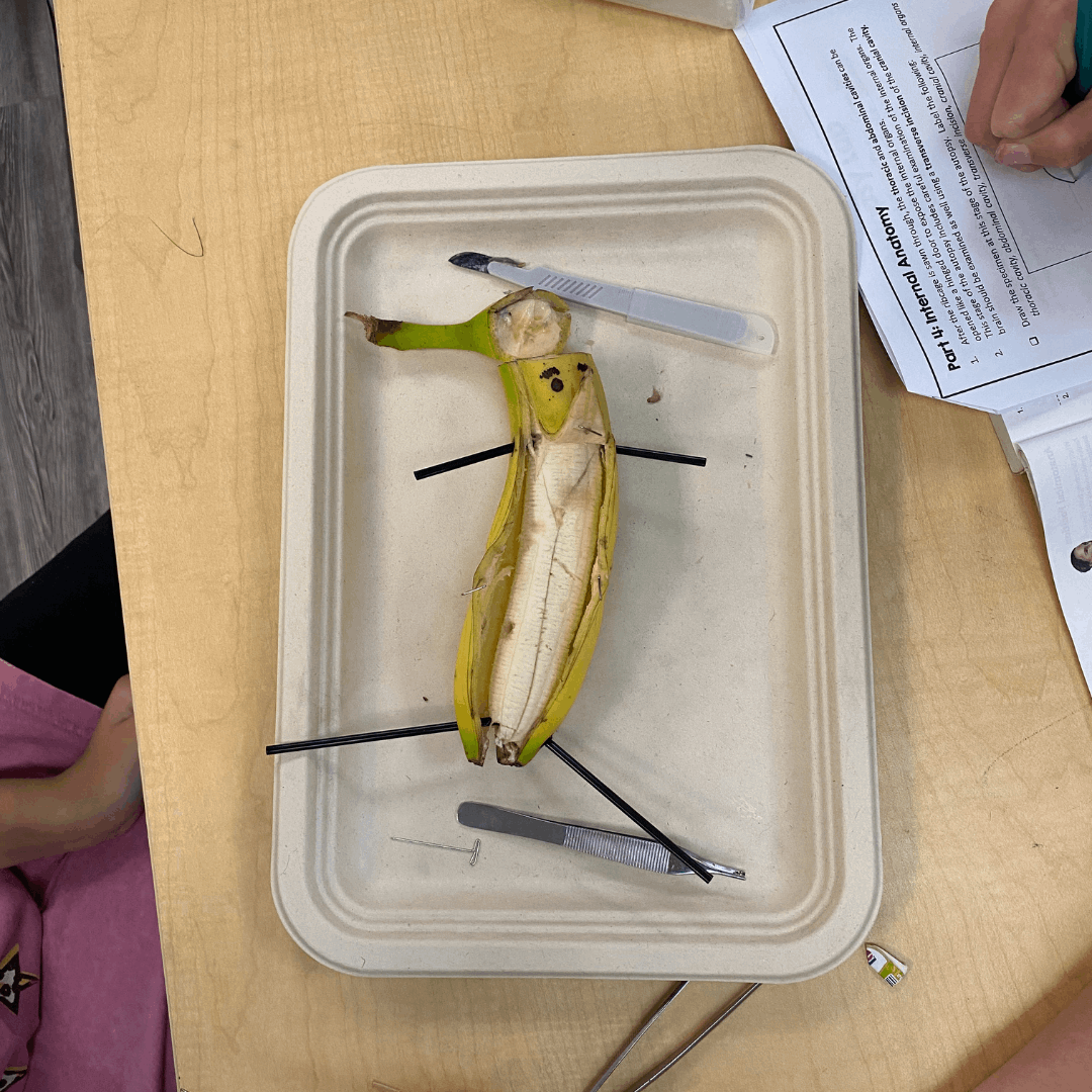 student hand holding a banana on a plate for practice dissection