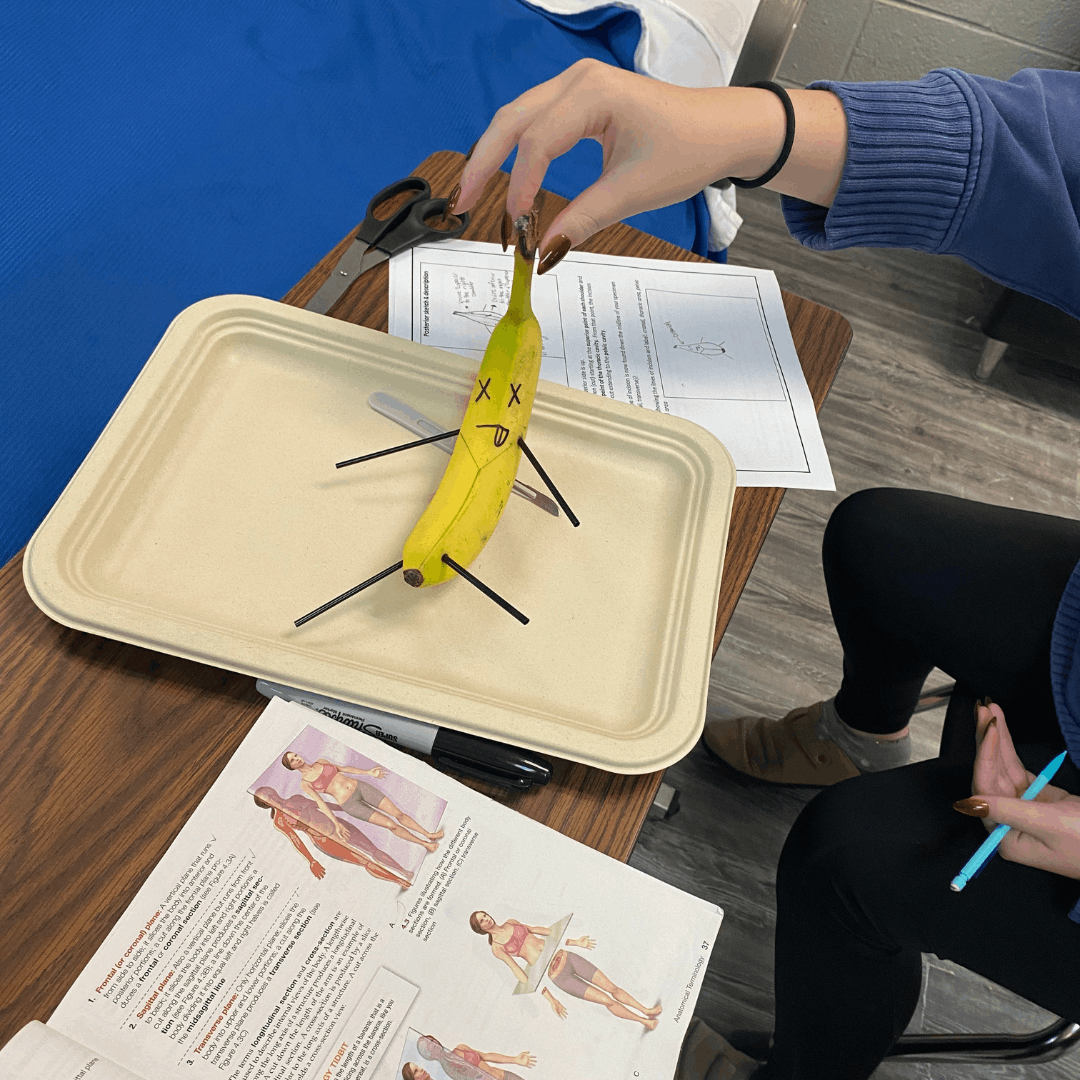 student hand holding a banana on a plate for practice dissection