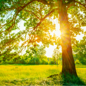 Tree in the sun