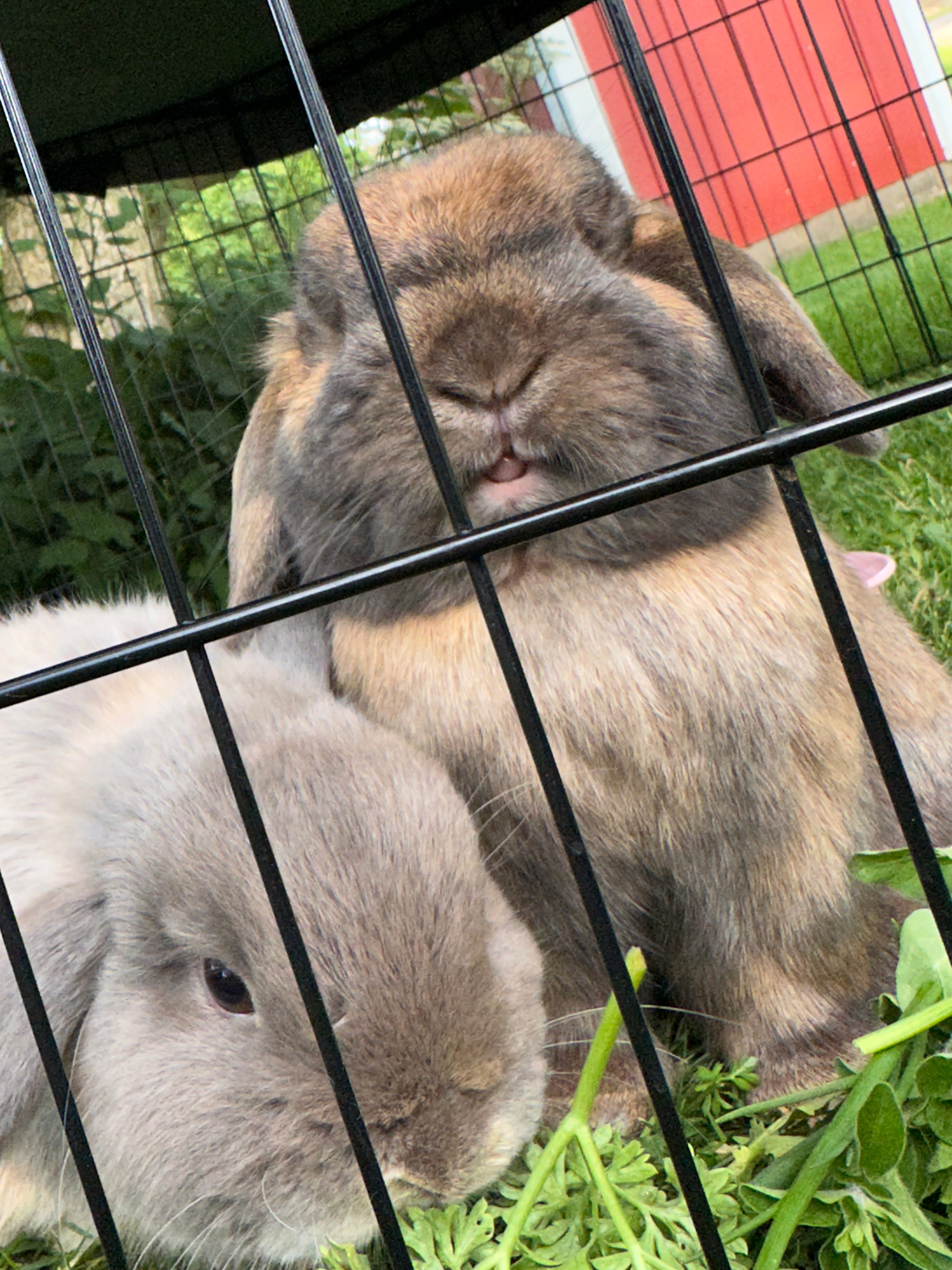 England's class pets