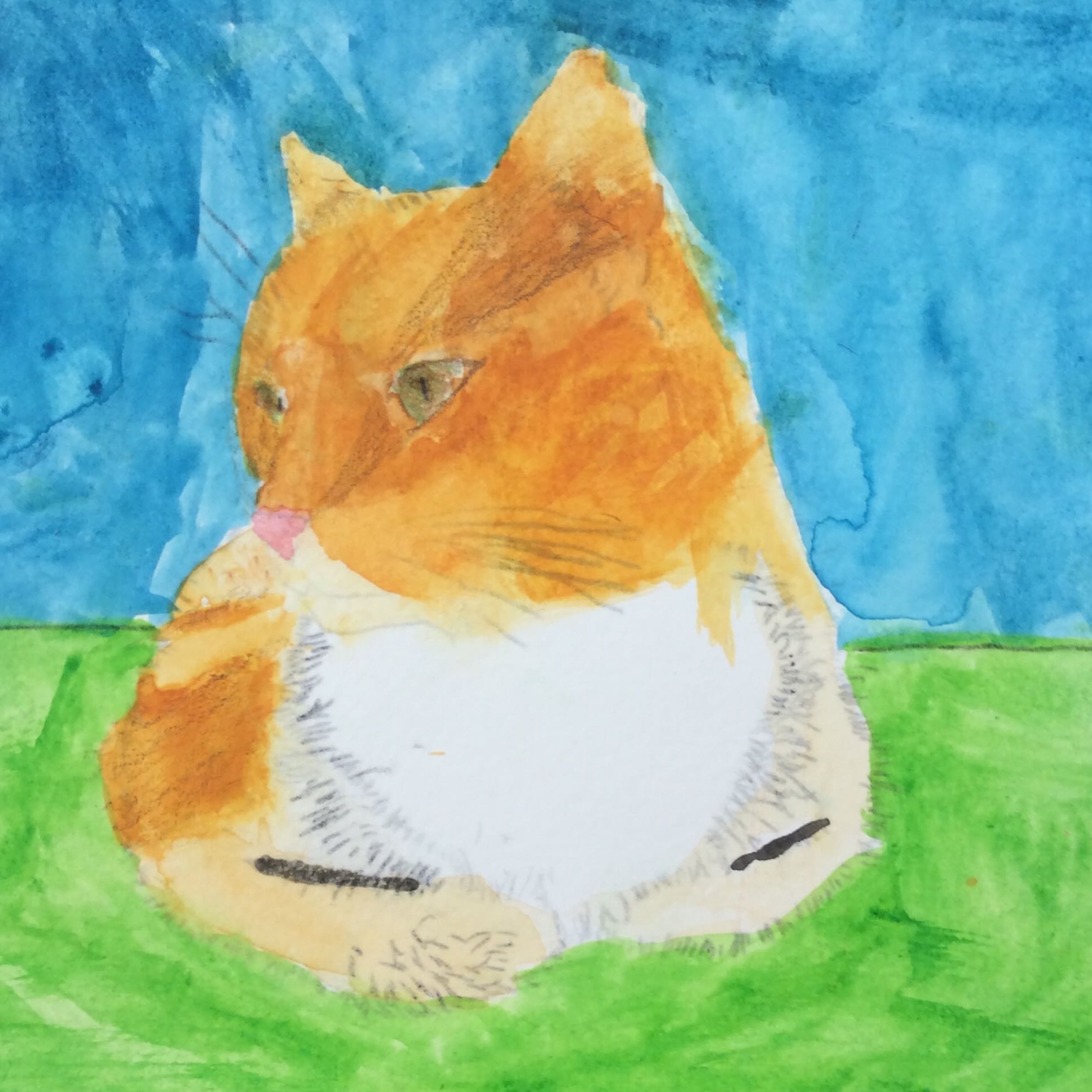cat